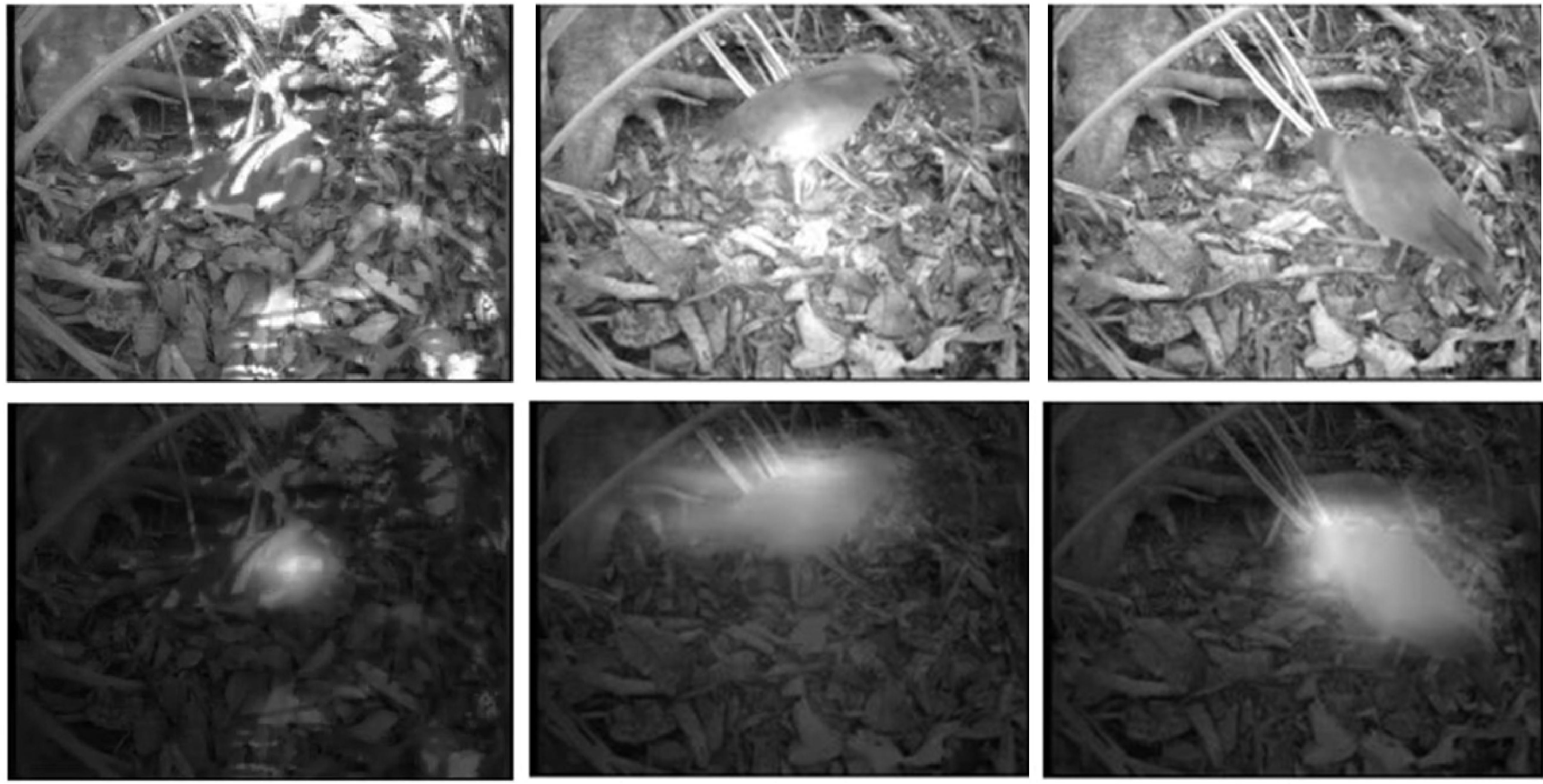 Spatio-Temporal Event Segmentation for Wildlife Extended Videos