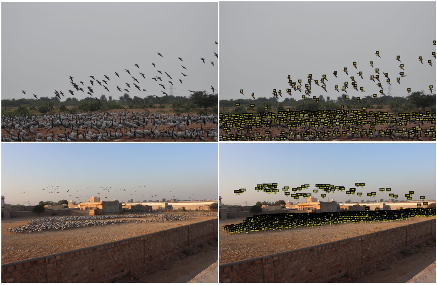 Long-term Monitoring of Bird Flocks in the Wild